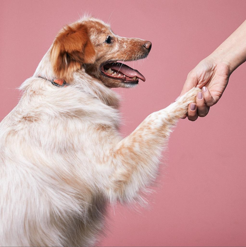 Enlarge Root Beer, a Adoptable Cattle Dog in Chicago, IL image 2/6