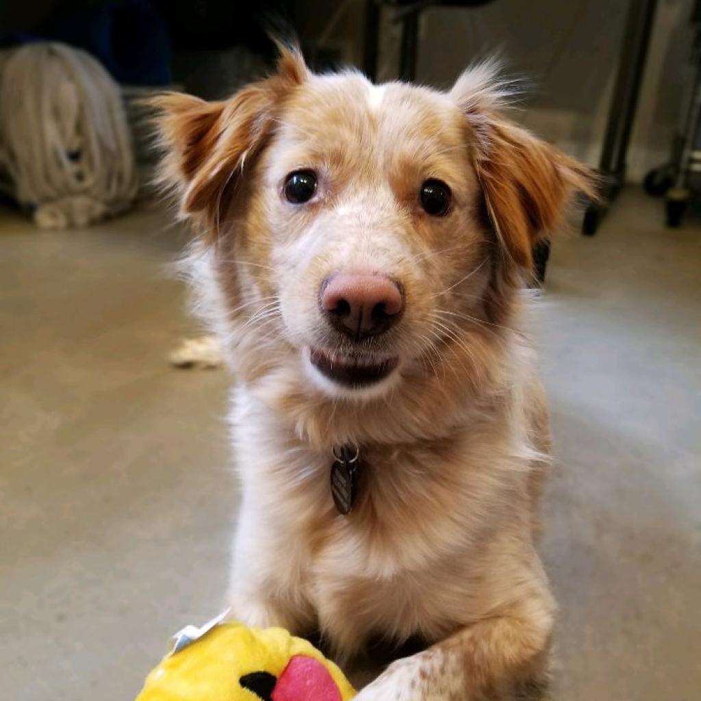 Enlarge Root Beer, a Adoptable Cattle Dog in Chicago, IL image 4/6
