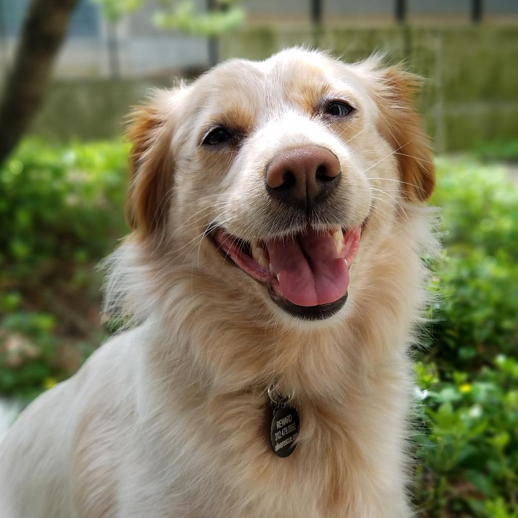 Enlarge Root Beer, a Adoptable Cattle Dog in Chicago, IL image 5/6