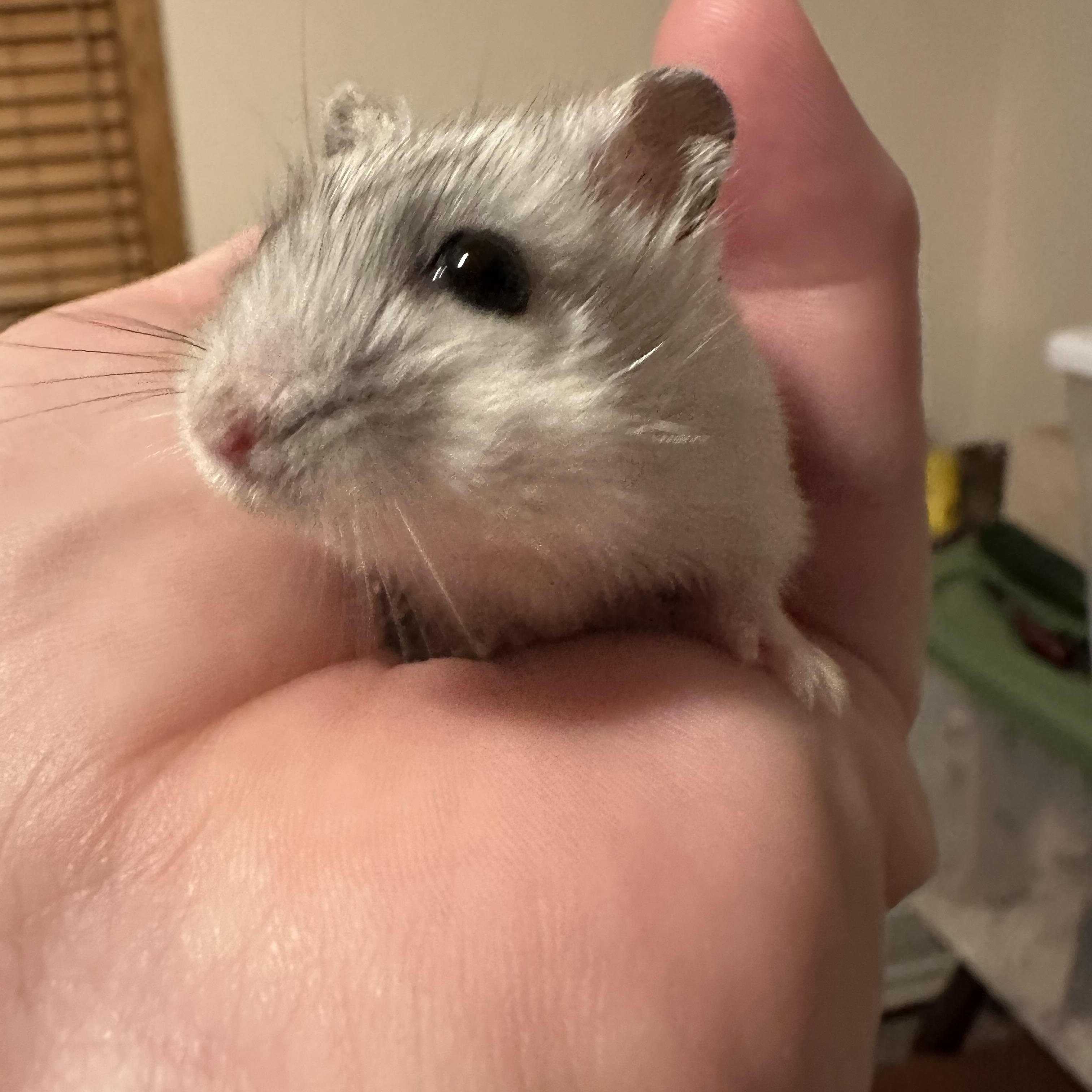Sushi, Adoptable, Young Female Dwarf Hamster & Hamster.