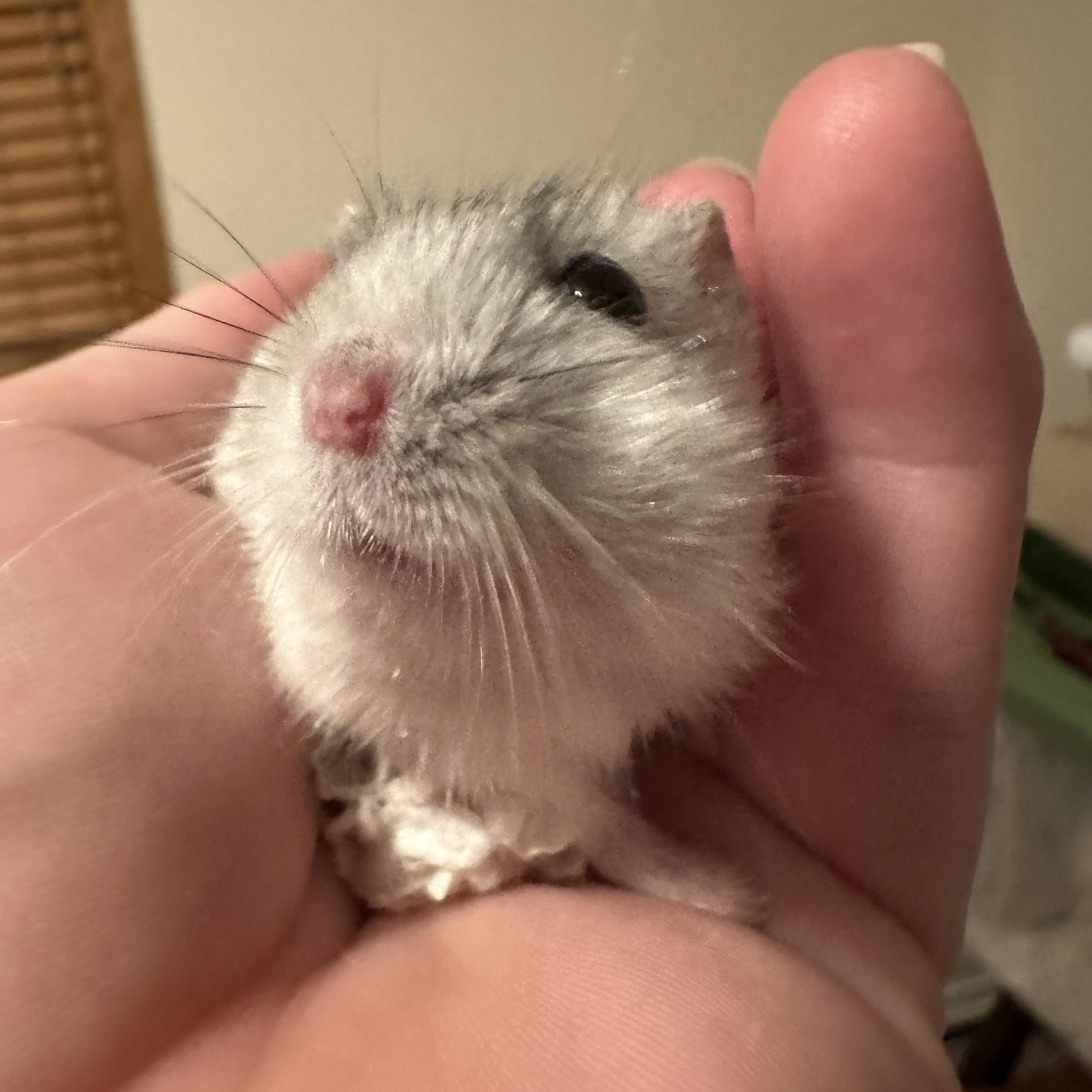 Sushi, a Adoptable mixed breed in Minneapolis, MN image 2/3