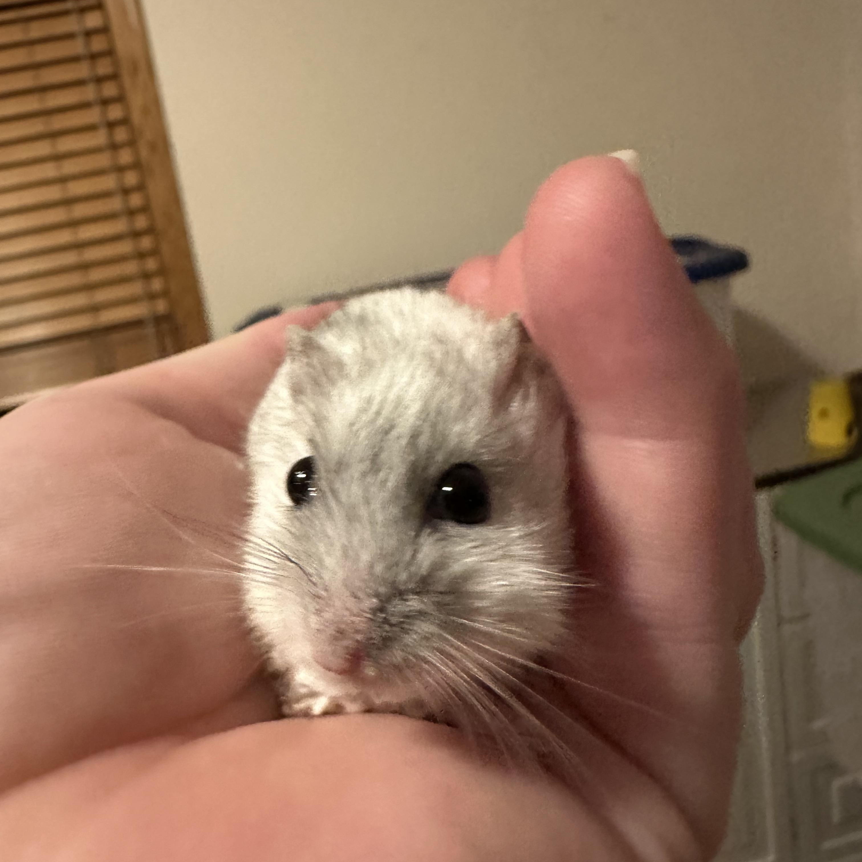 Sushi, a Adoptable mixed breed in Minneapolis, MN image 3/3