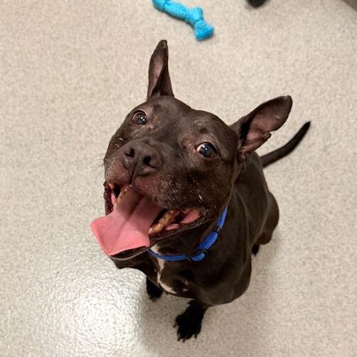 Cow, a Adoptable mixed breed in Chicago, IL image 2/6