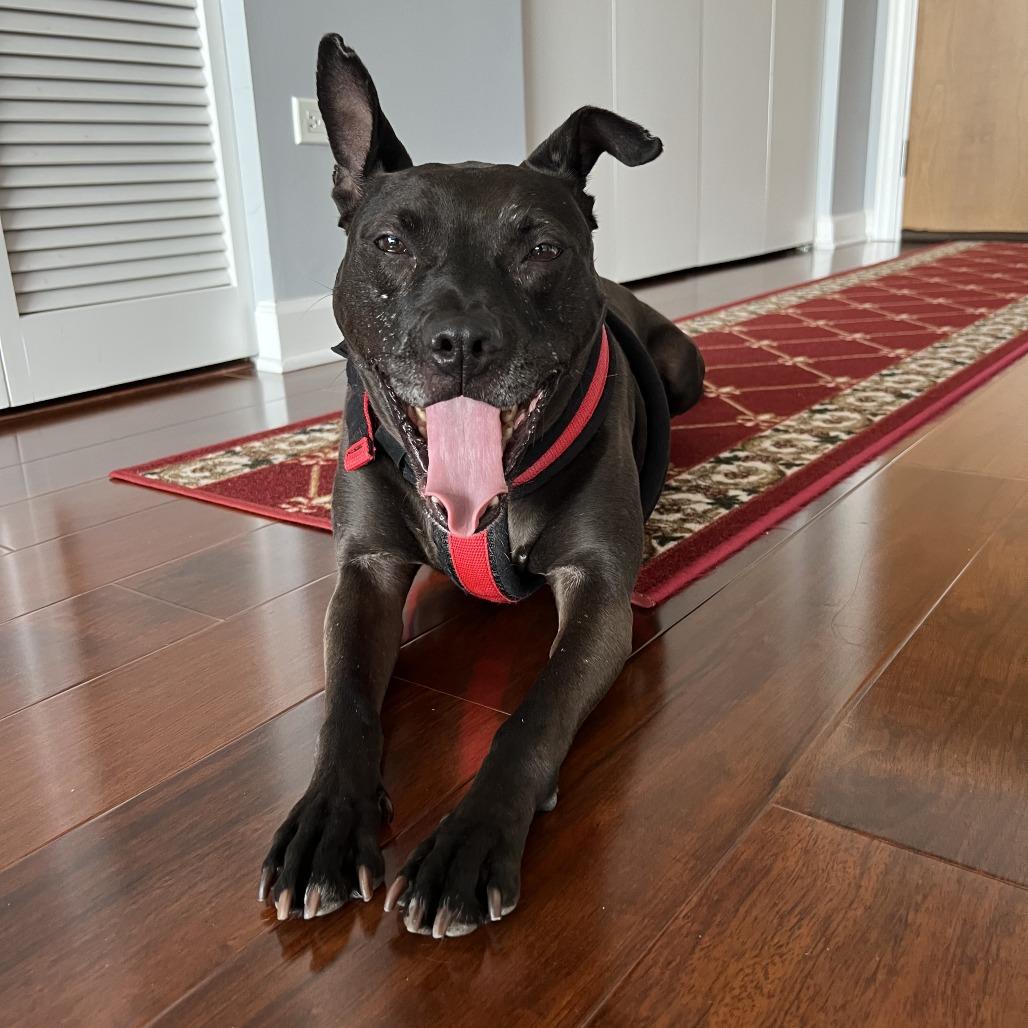 Cow, a Adoptable mixed breed in Chicago, IL image 3/6
