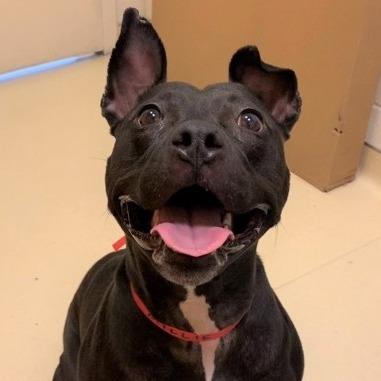 Cow, a Adoptable mixed breed in Chicago, IL image 4/6