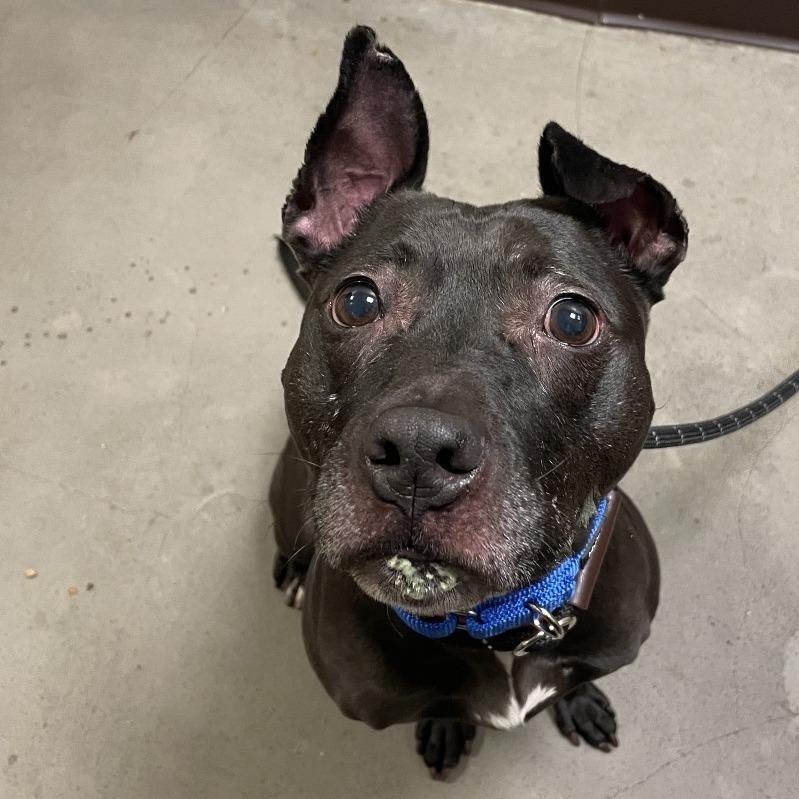 Cow, a Adoptable mixed breed in Chicago, IL image 5/6