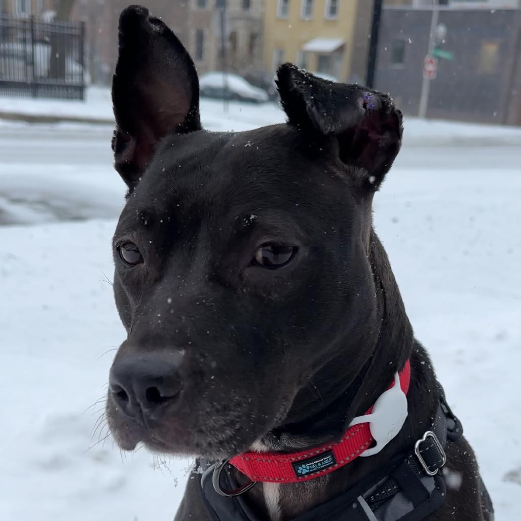 Cow, a Adoptable mixed breed in Chicago, IL image 6/6