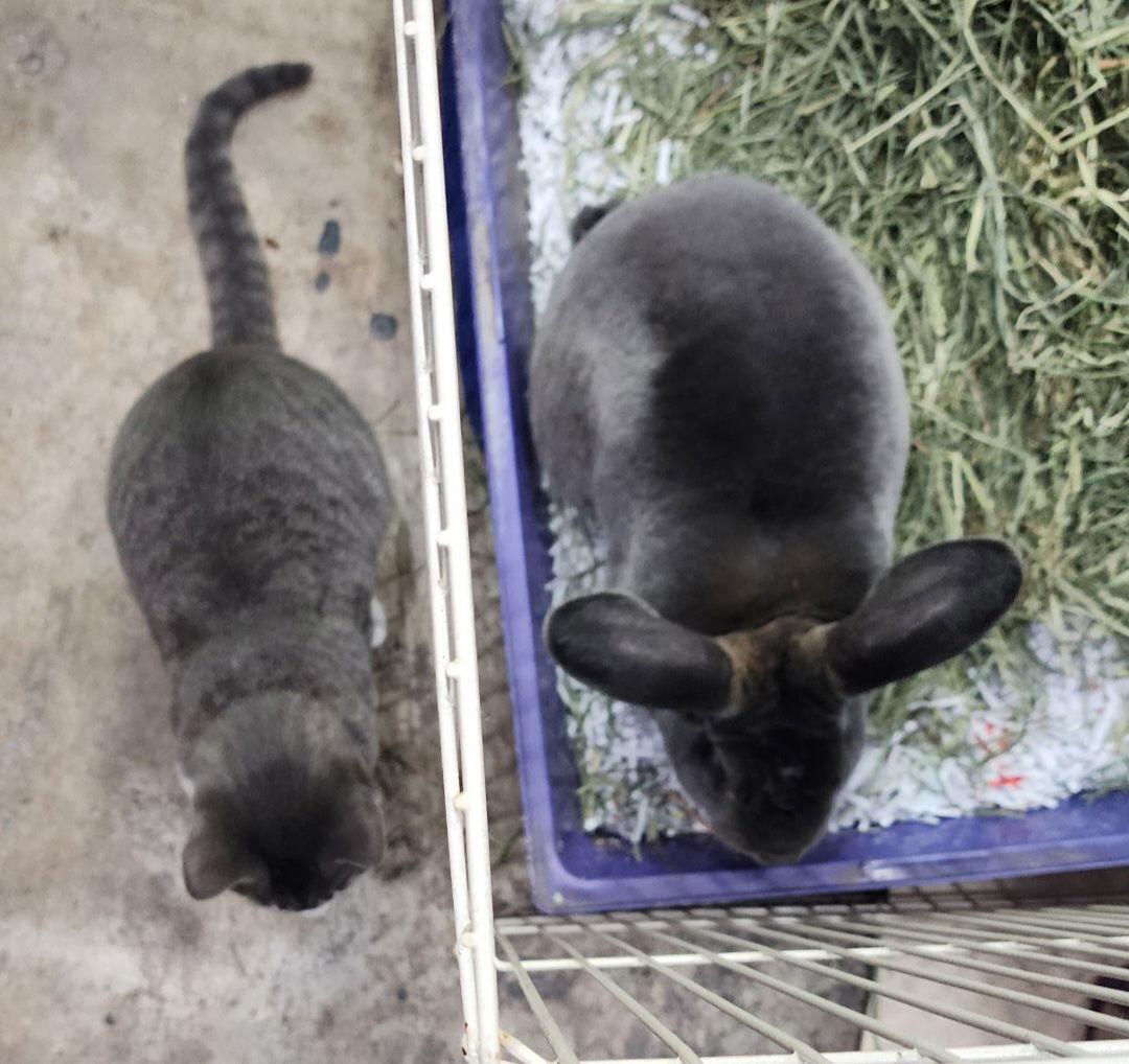 Mr. Potato, a Adopted Rex in Baton Rouge, LA image 1/3