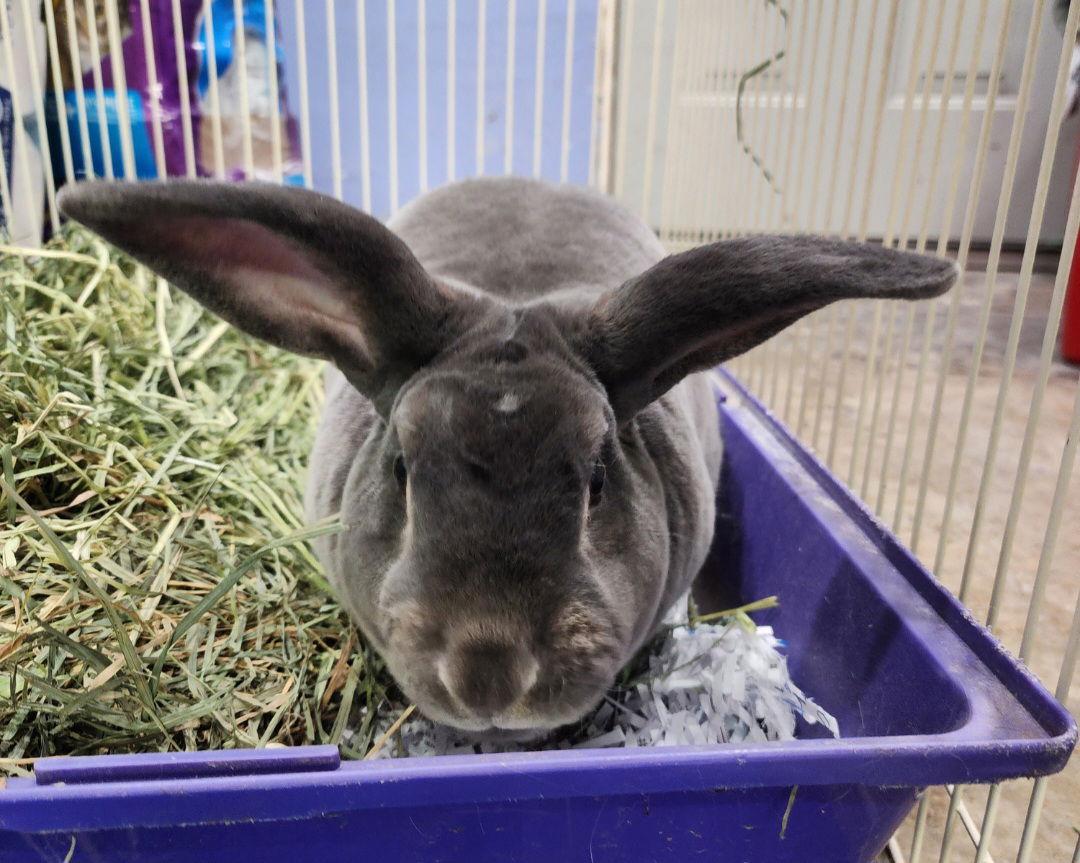 Mr. Potato, a Adopted Rex in Baton Rouge, LA image 2/3