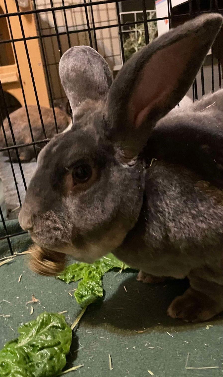 Mr. Potato, a Adopted Rex in Baton Rouge, LA image 3/3