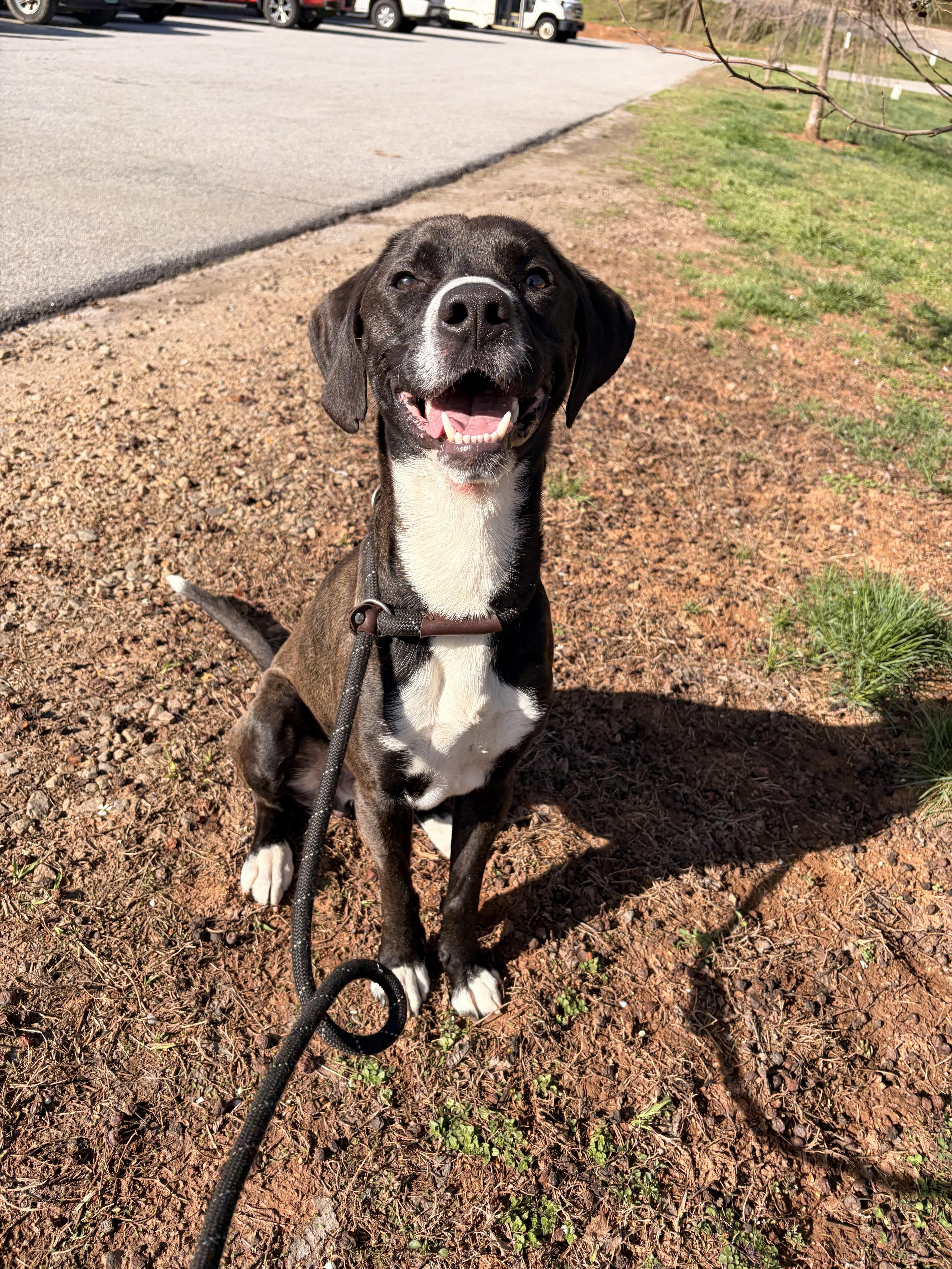 Hank, an adoption pending mixed breed in Franklin, NC image 6/6
