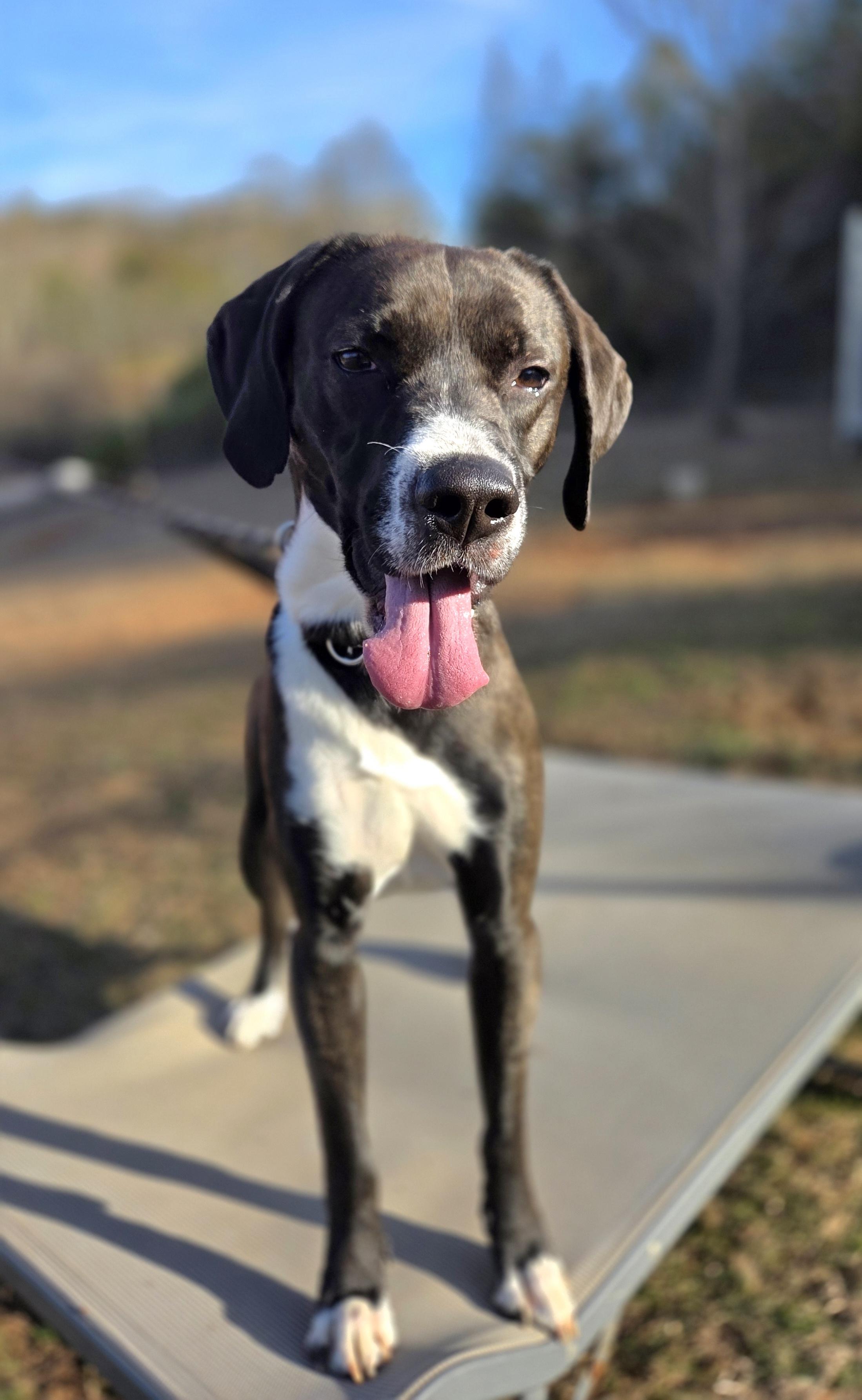 Hank, an adoption pending mixed breed in Franklin, NC image 4/6
