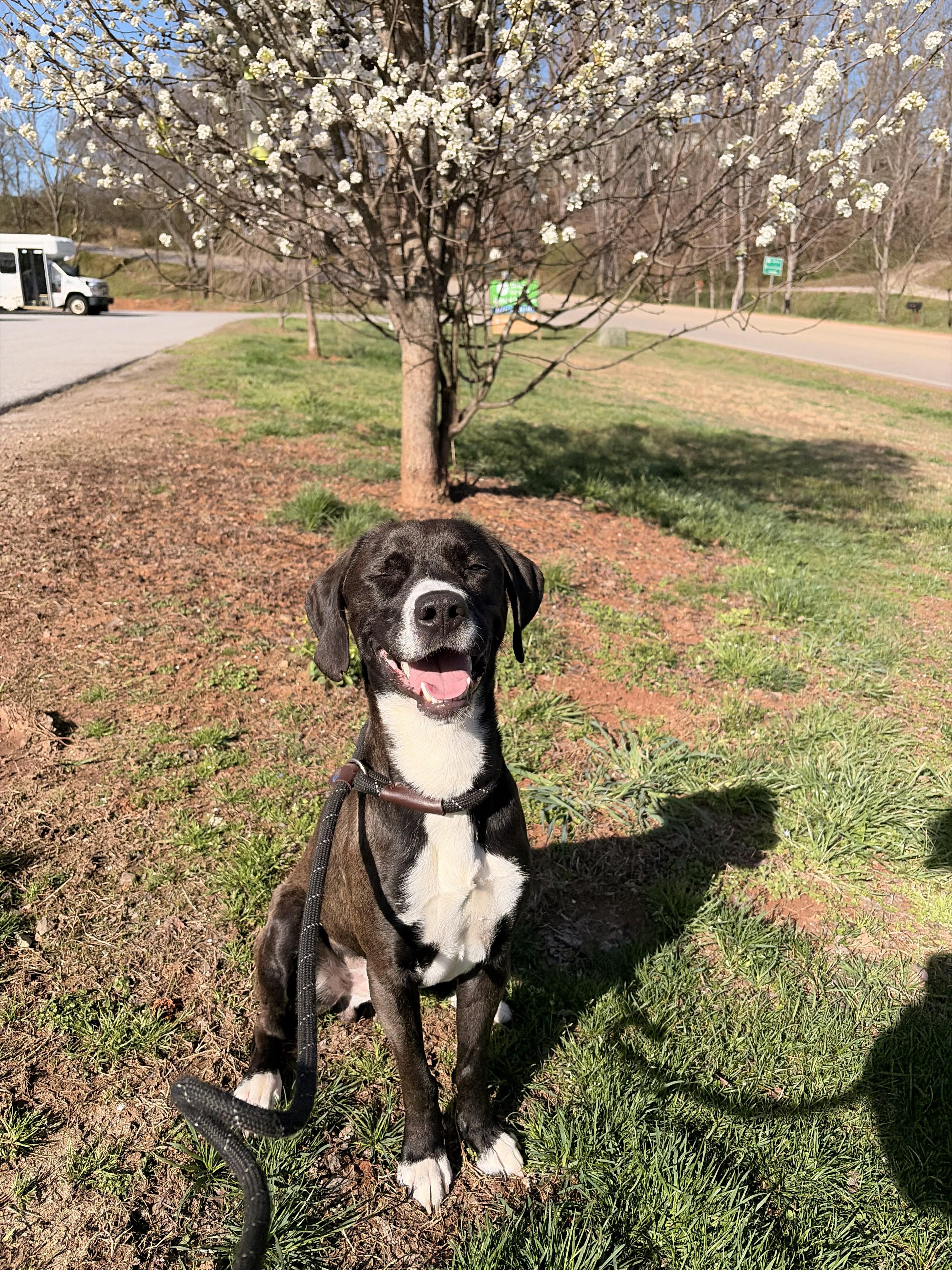 Hank, an adoption pending mixed breed in Franklin, NC image 1/6