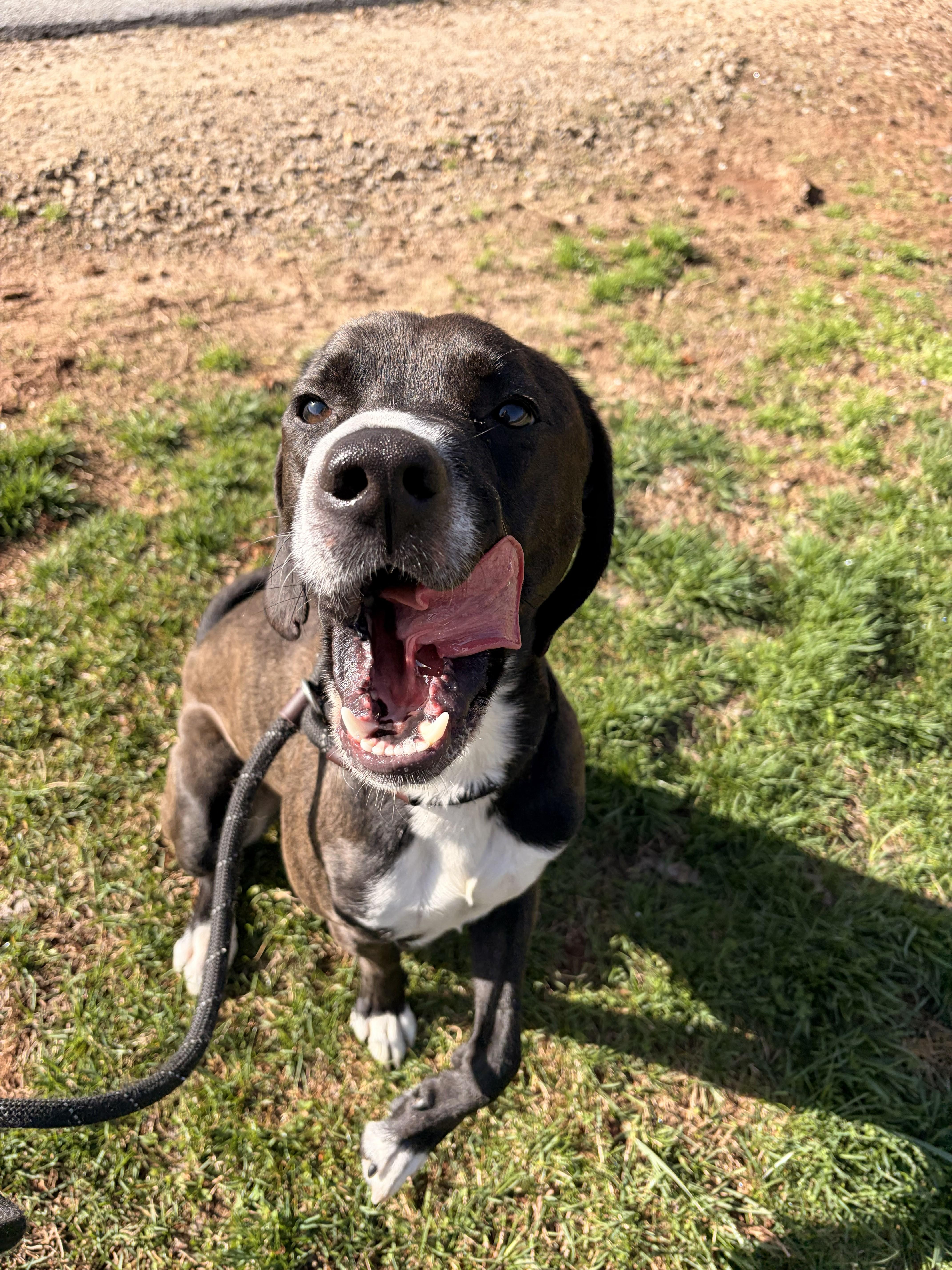 Hank, an adoption pending mixed breed in Franklin, NC image 5/6