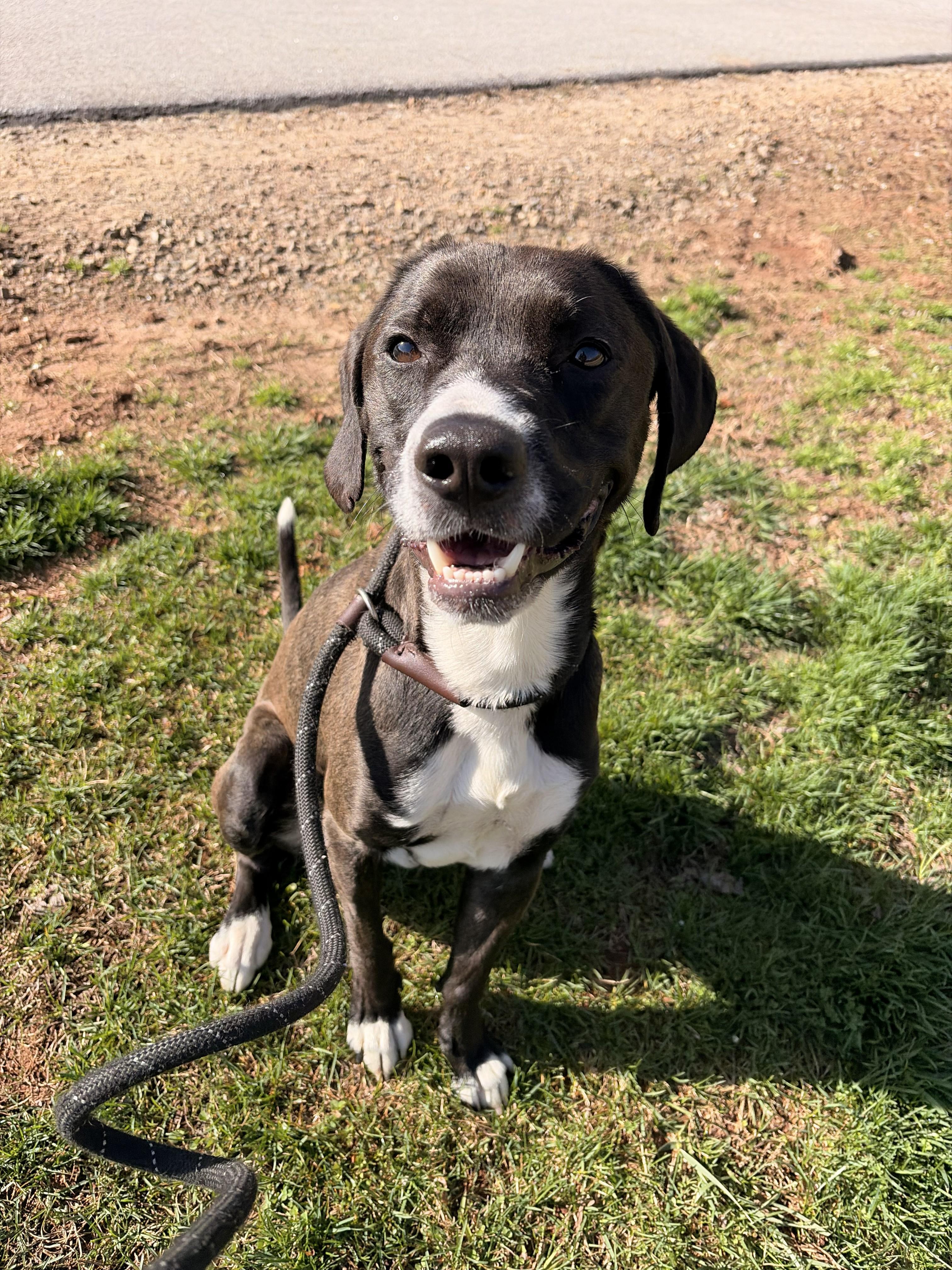 Hank, an adoption pending mixed breed in Franklin, NC image 3/6