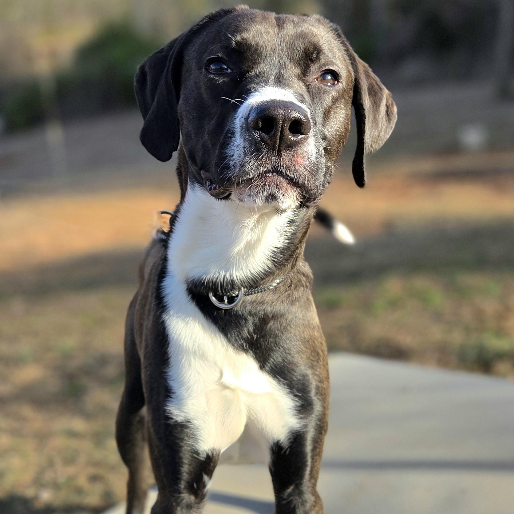 Hank, ADOPTABLE, Adult Male Labrador Retriever.