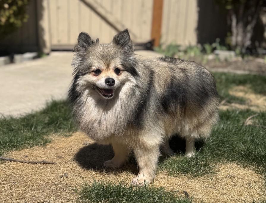 Enlarge Lulu, a ADOPTABLE Pomeranian in Powell Butte, OR image 2/3
