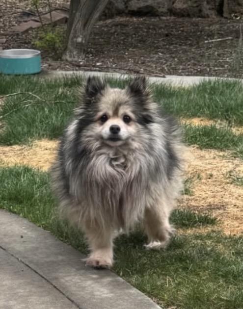 Enlarge Lulu, a ADOPTABLE Pomeranian in Powell Butte, OR image 3/3