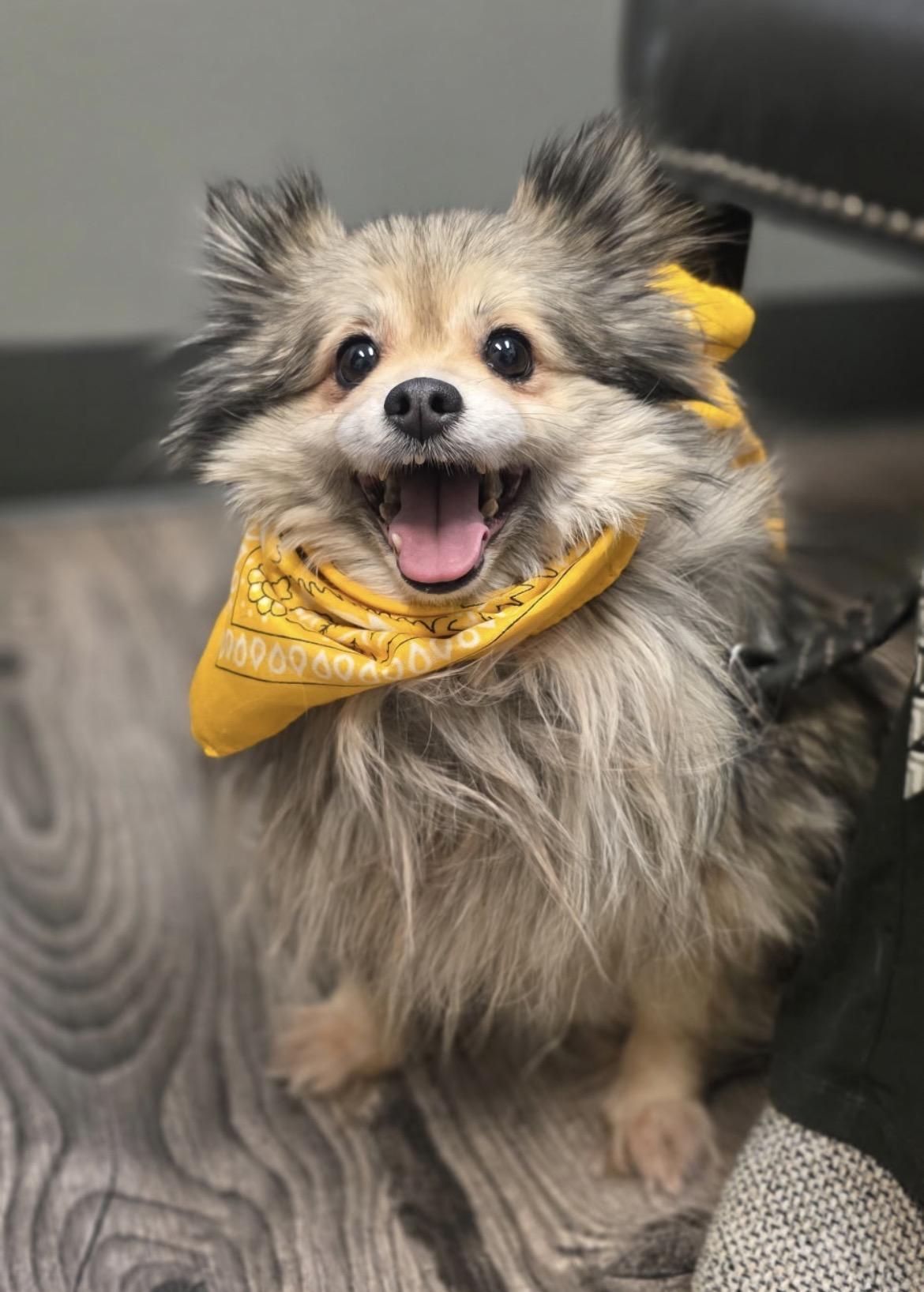 Lulu, ADOPTABLE, Senior Female Pomeranian.