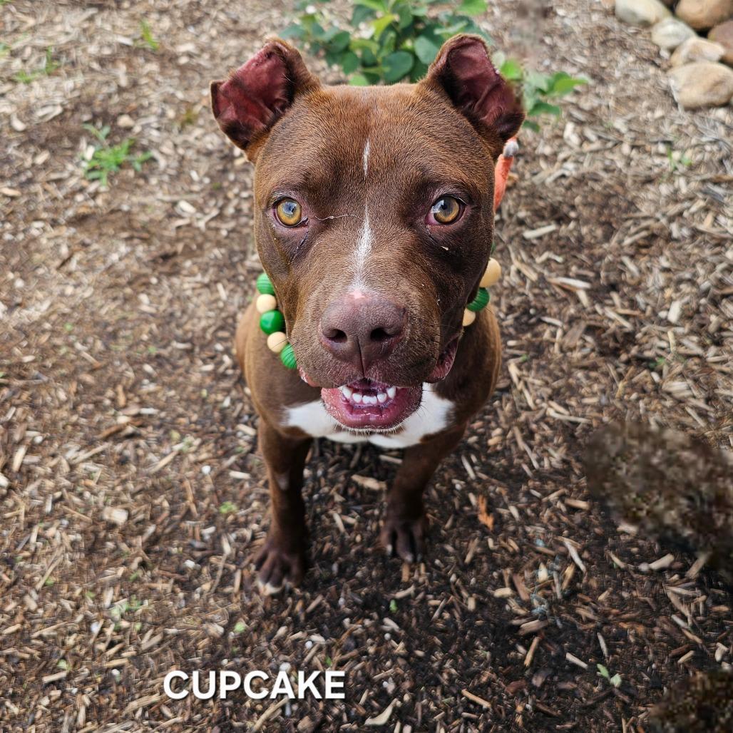 Cupcake, Adoptable, Adult Female Mixed Breed & Pit Bull Terrier.