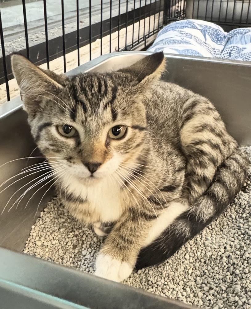 Finneas, Adoptable, Kitten Male Domestic Short Hair.