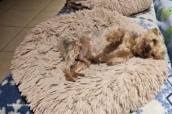 Teddy, Adopted, Senior Male Yorkshire Terrier.