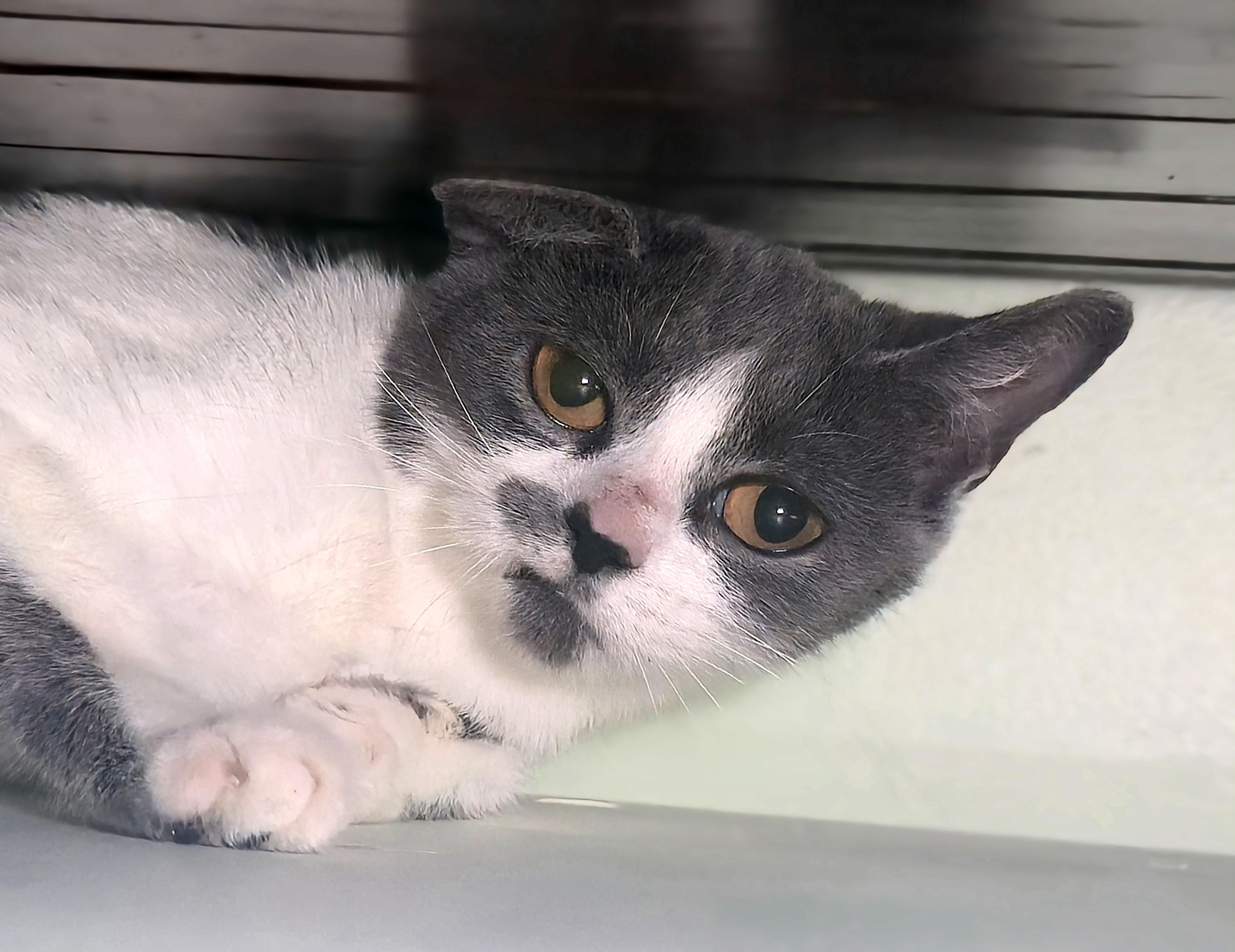 Carbonara thumbnail 3