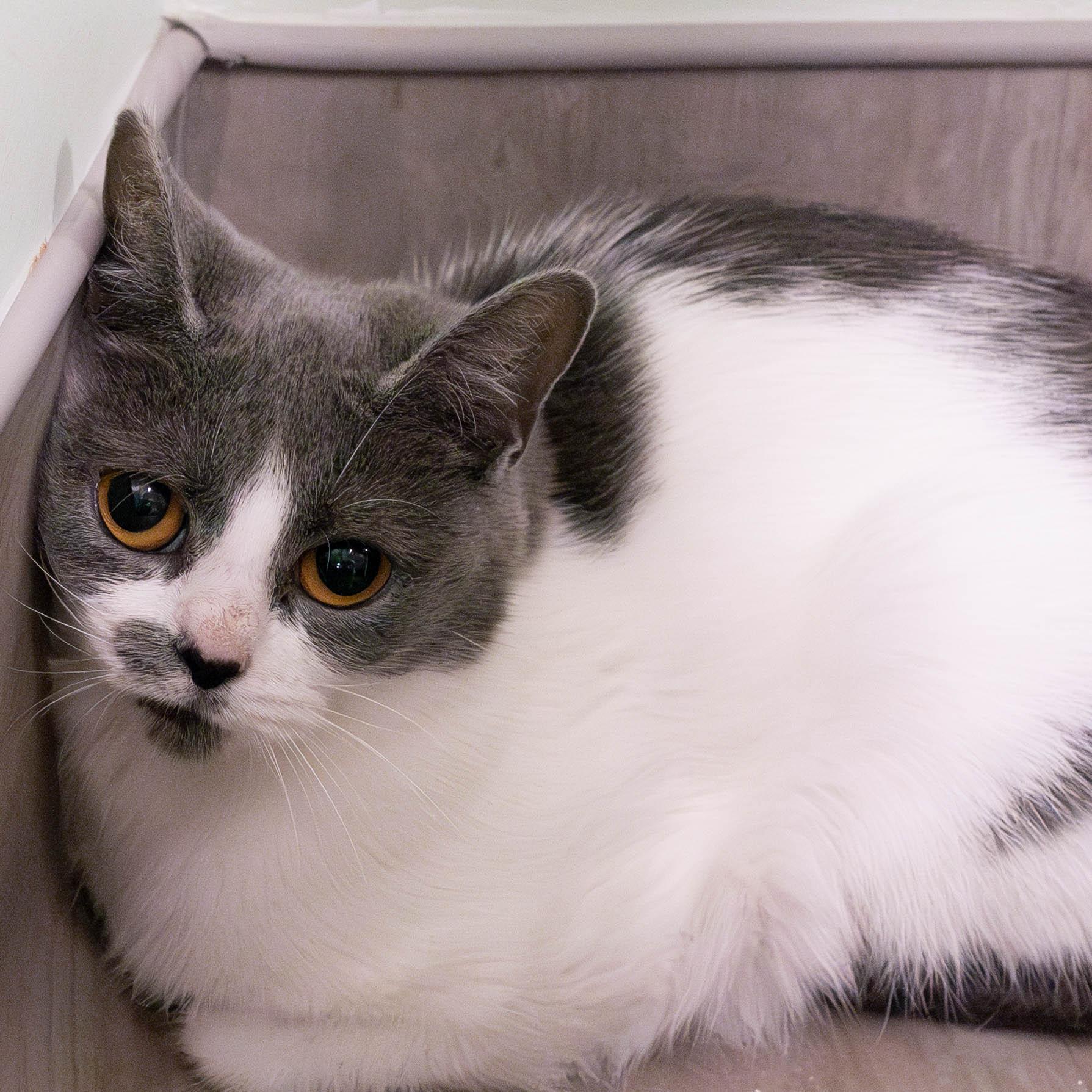 Carbonara thumbnail 4