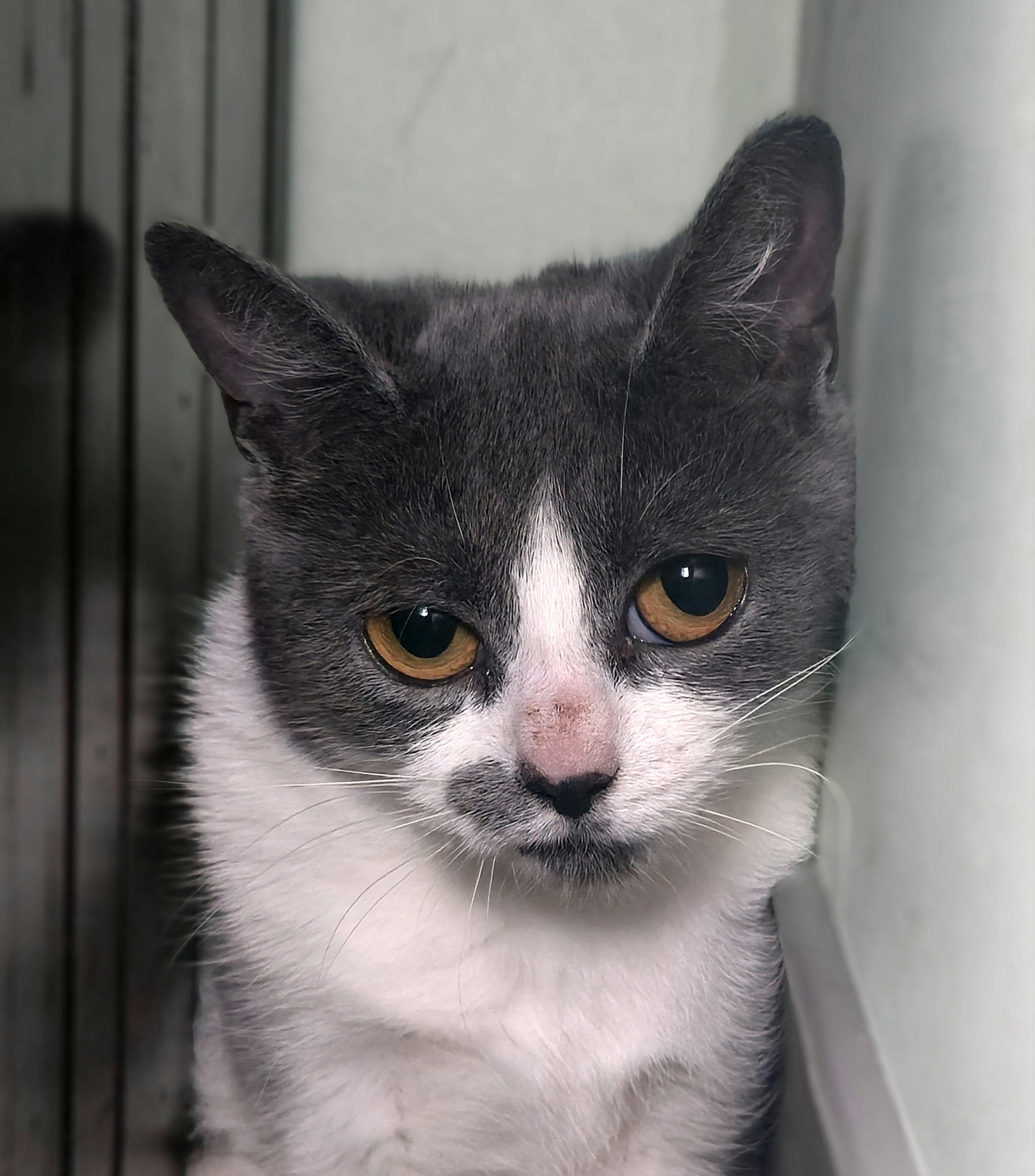 Carbonara thumbnail 2