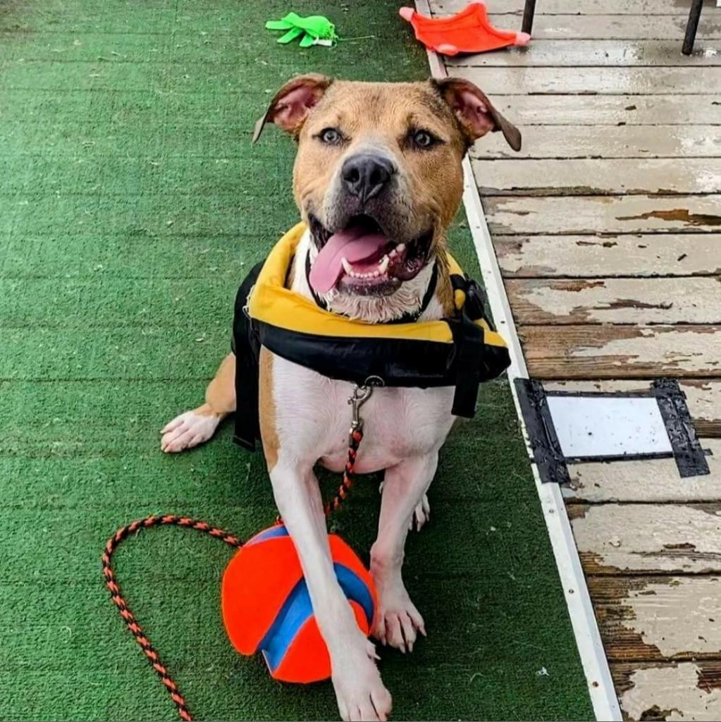 Ollie — thumbnail 2