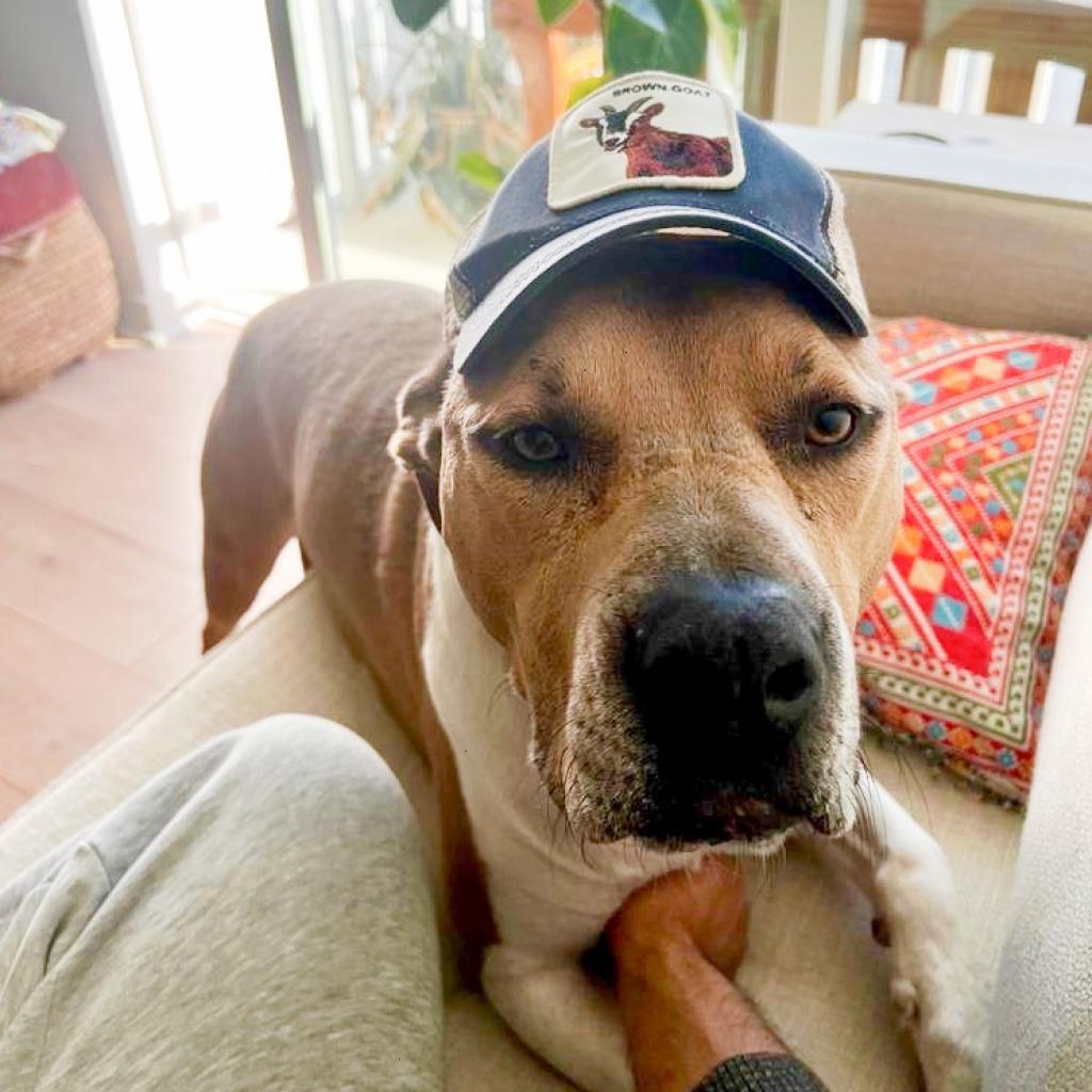 Ollie — thumbnail 3