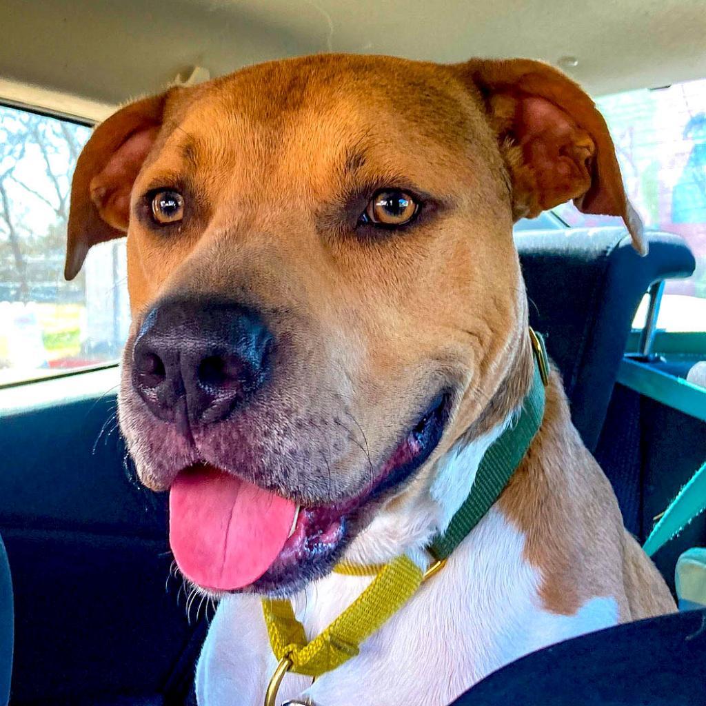 Ollie — thumbnail 4