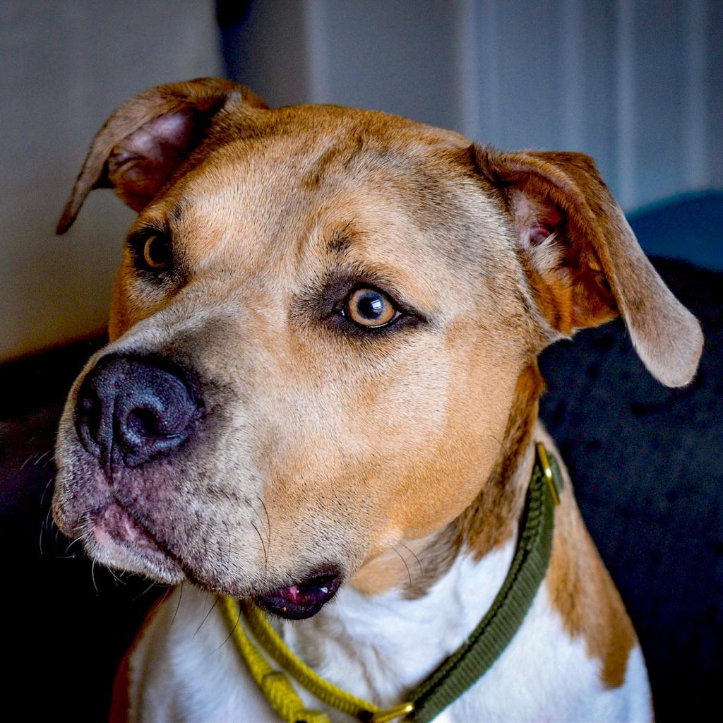 Ollie — thumbnail 5