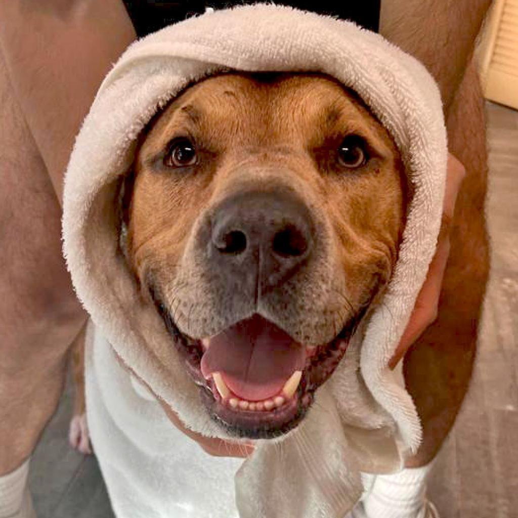 Ollie — thumbnail 6