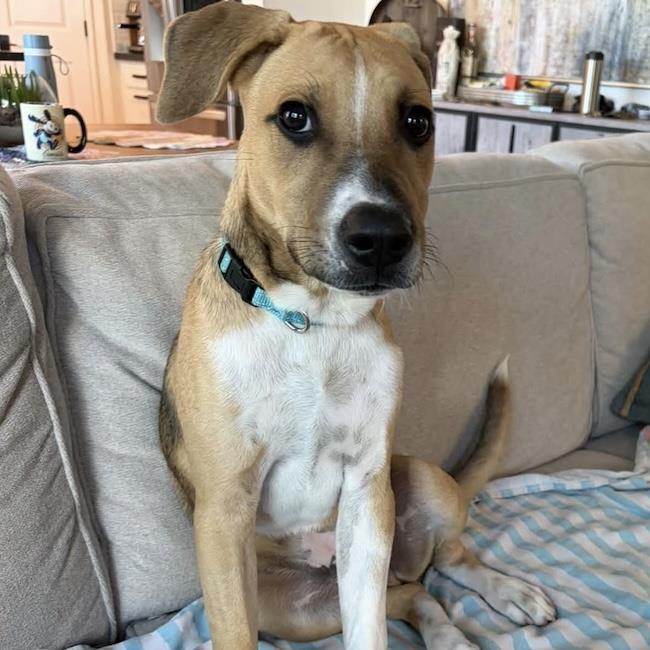 Paw Patrol Pup - Sky, Adoptable, Young Male Shepherd & Terrier.