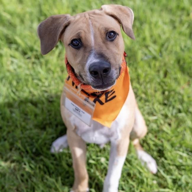 Enlarge Paw Patrol Pup - Sky, a Adoptable mixed breed in San Diego, CA image 2/3