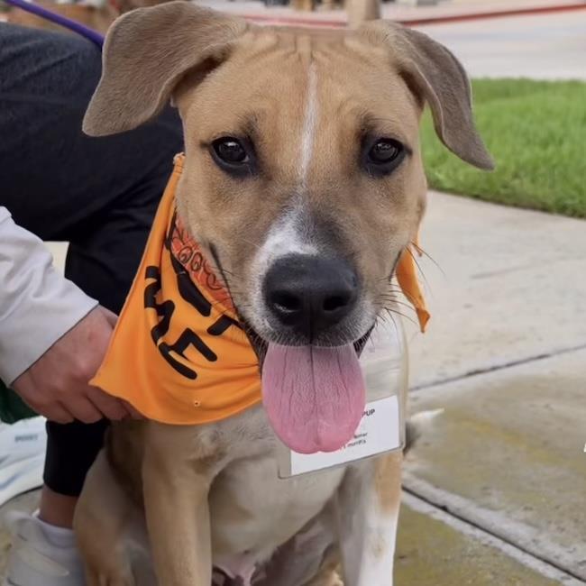 Enlarge Paw Patrol Pup - Sky, a Adoptable mixed breed in San Diego, CA image 3/3