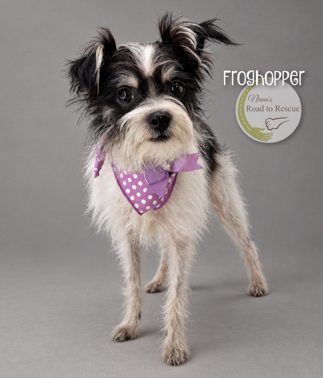 Enlarge Froghopper, a Adoptable mixed breed in Benton, LA image 1/2