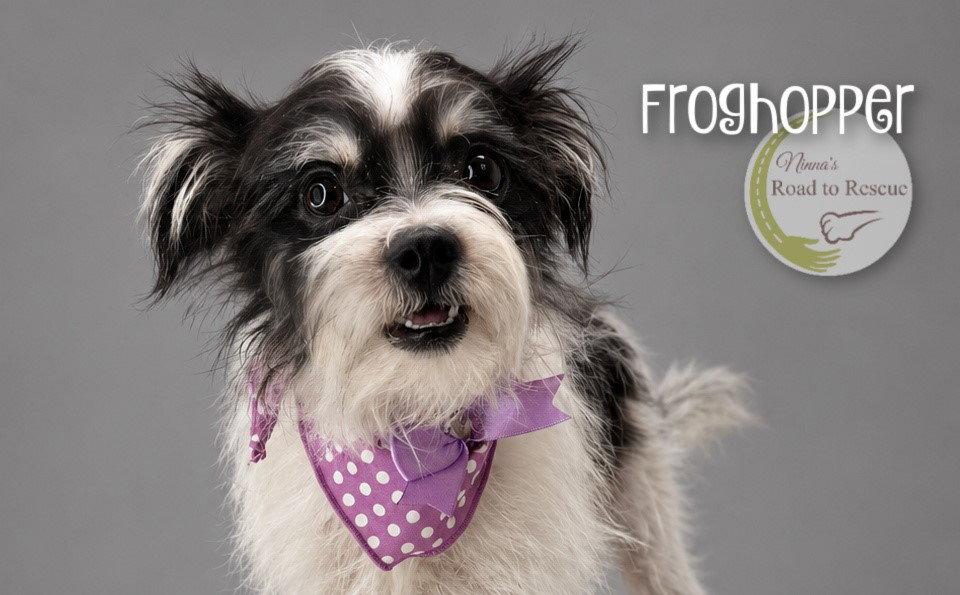 Enlarge Froghopper, a Adoptable mixed breed in Benton, LA image 2/2