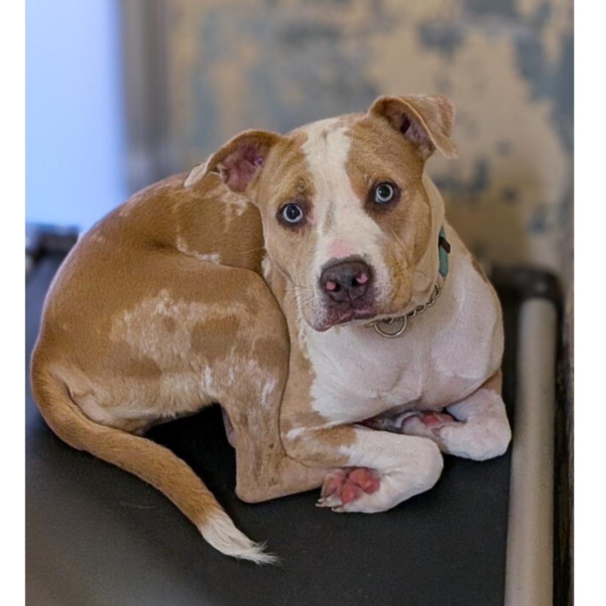 Aurora, Adoptable, Adult Female Pit Bull Terrier.