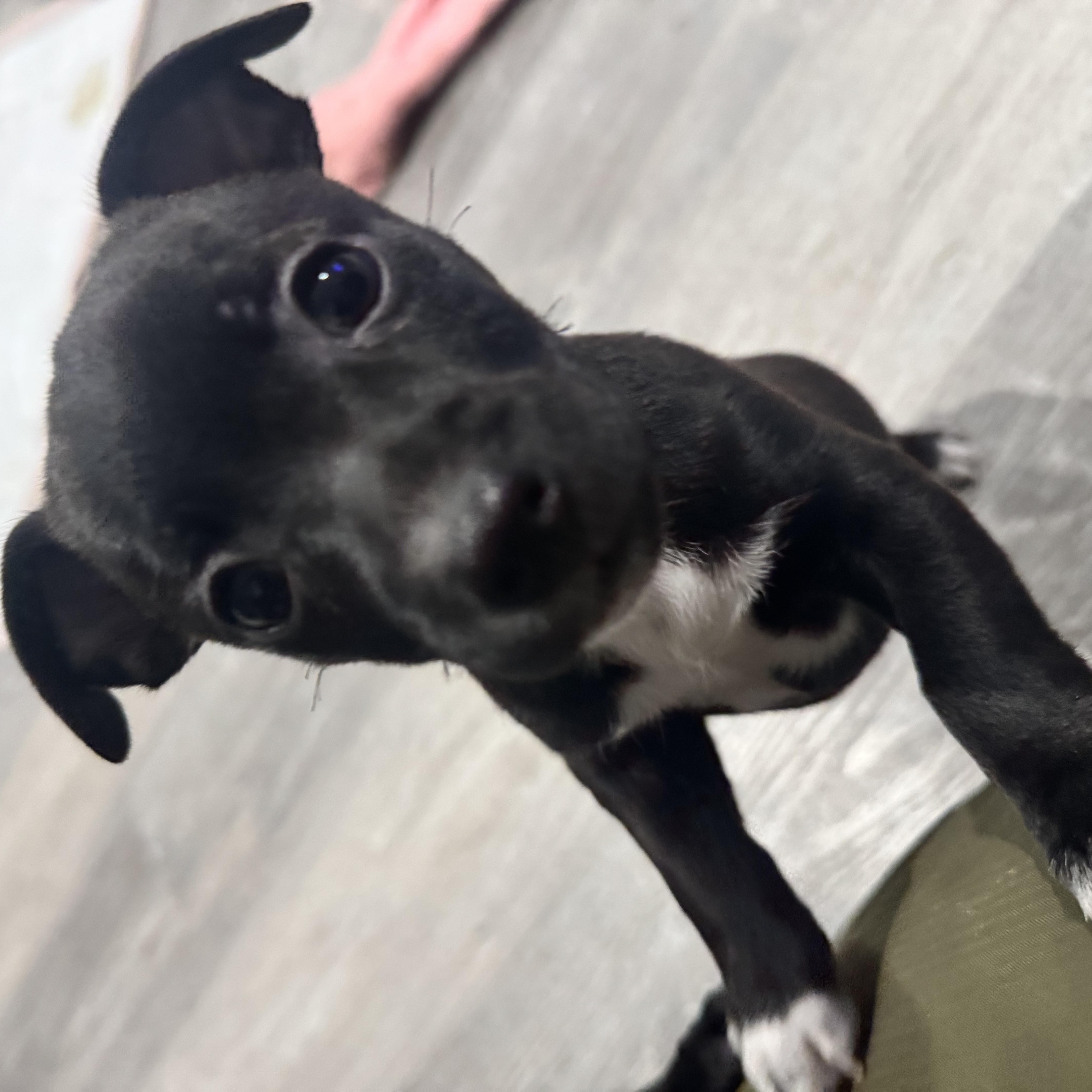 Enlarge Dean Martin, a Adoptable mixed breed in Lincoln, CA image 2/4