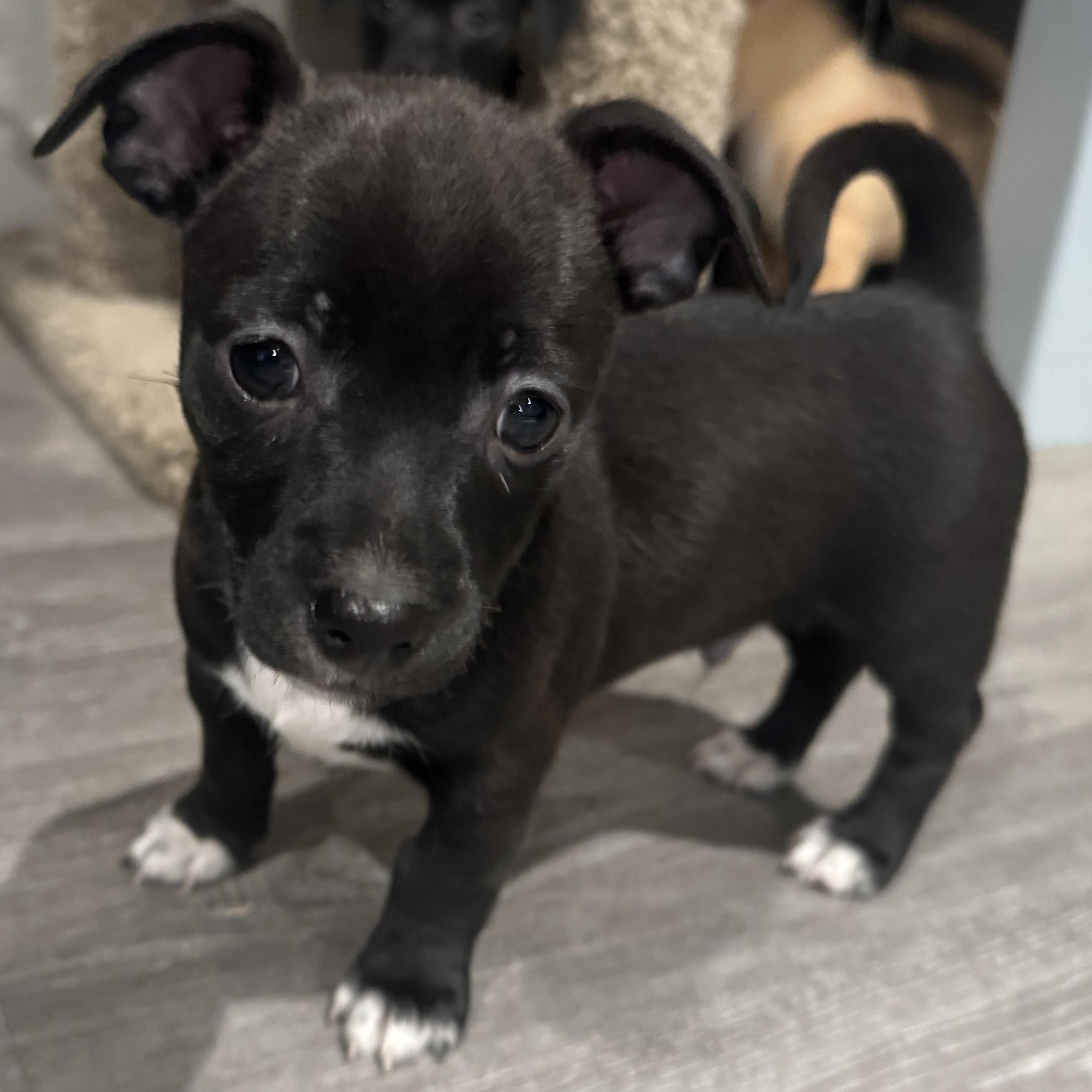 Enlarge Dean Martin, a Adoptable mixed breed in Lincoln, CA image 3/4