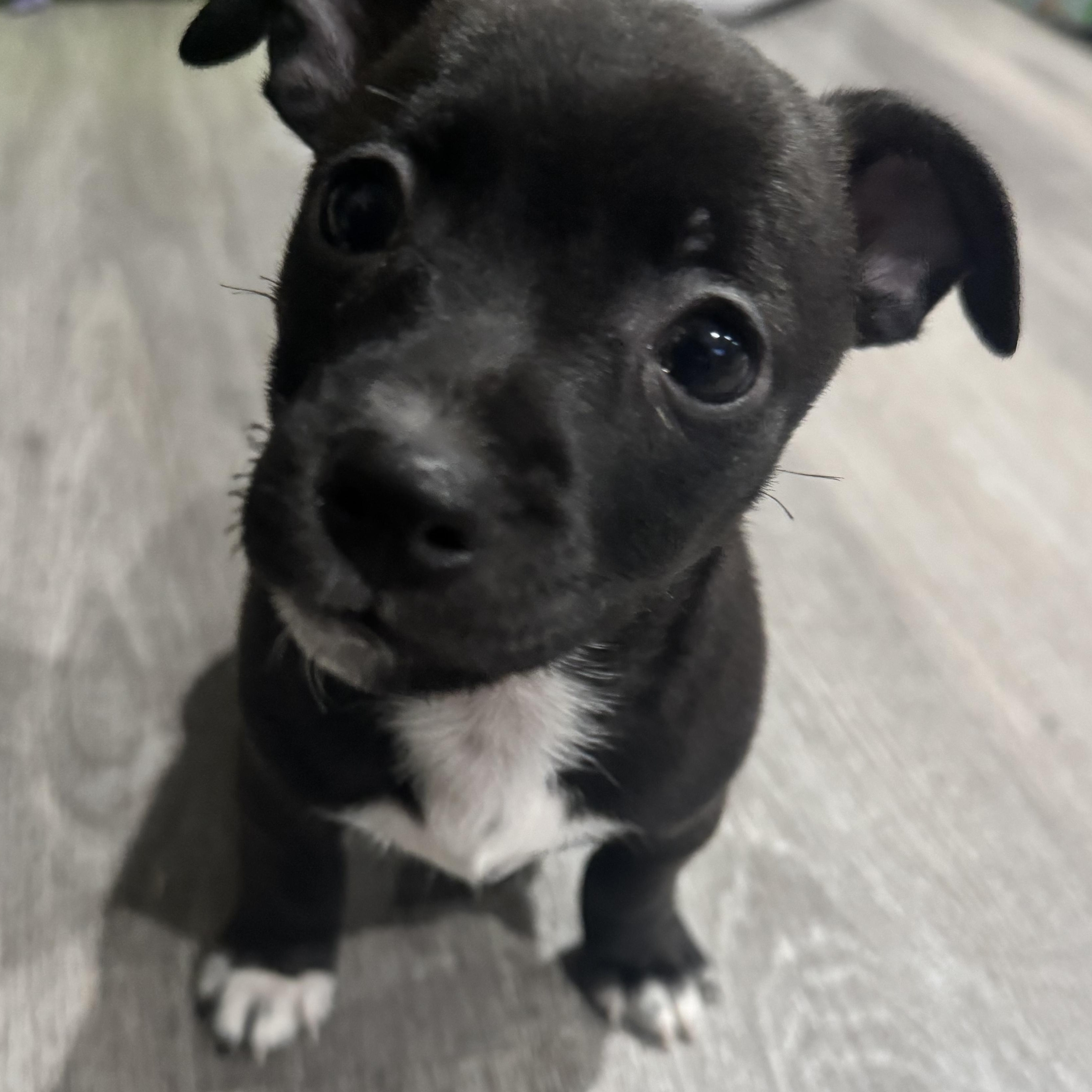 Enlarge Dean Martin, a Adoptable mixed breed in Lincoln, CA image 4/4