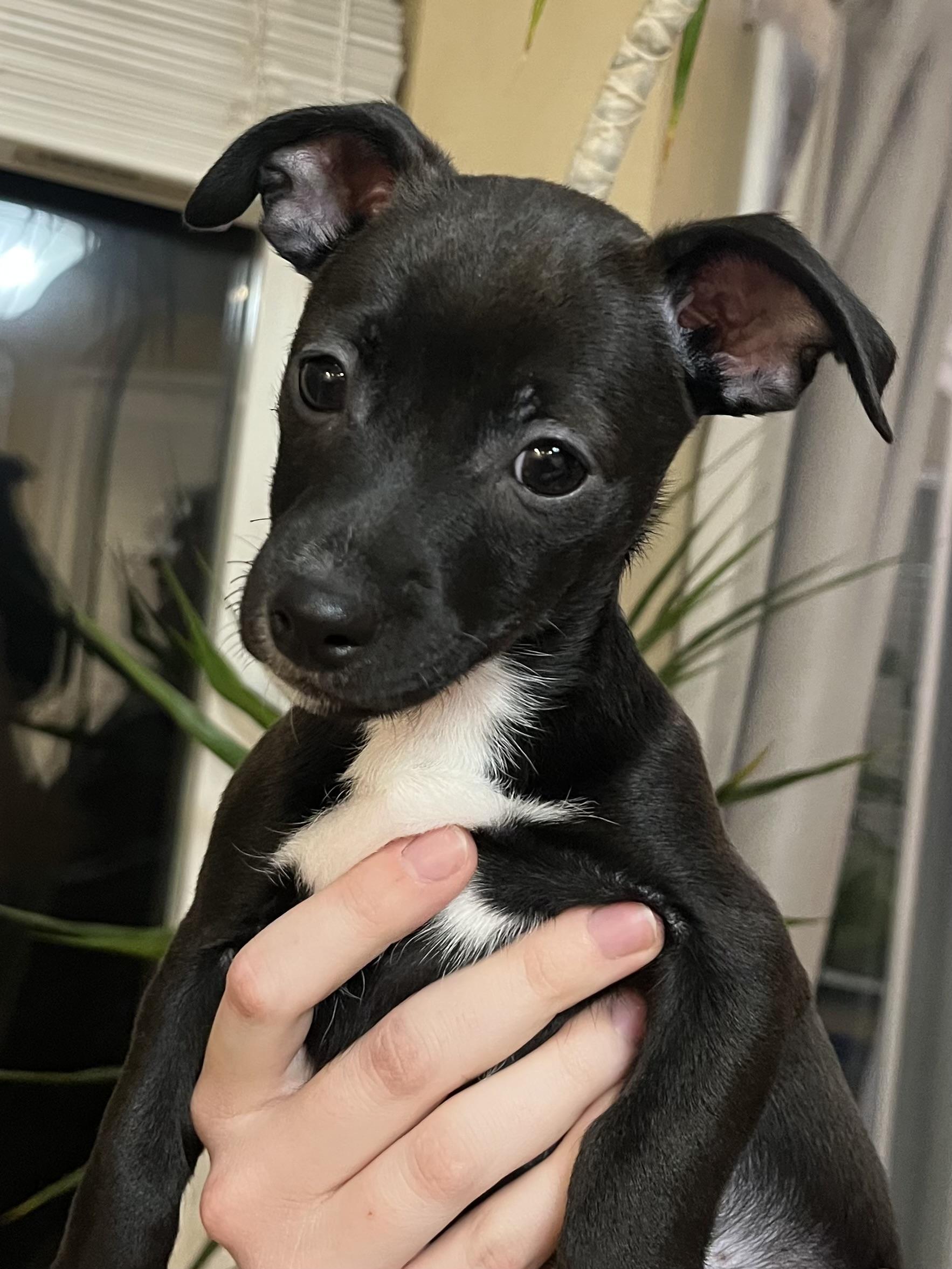 Dean Martin, Adoptable, Puppy Male Dachshund & Chihuahua.