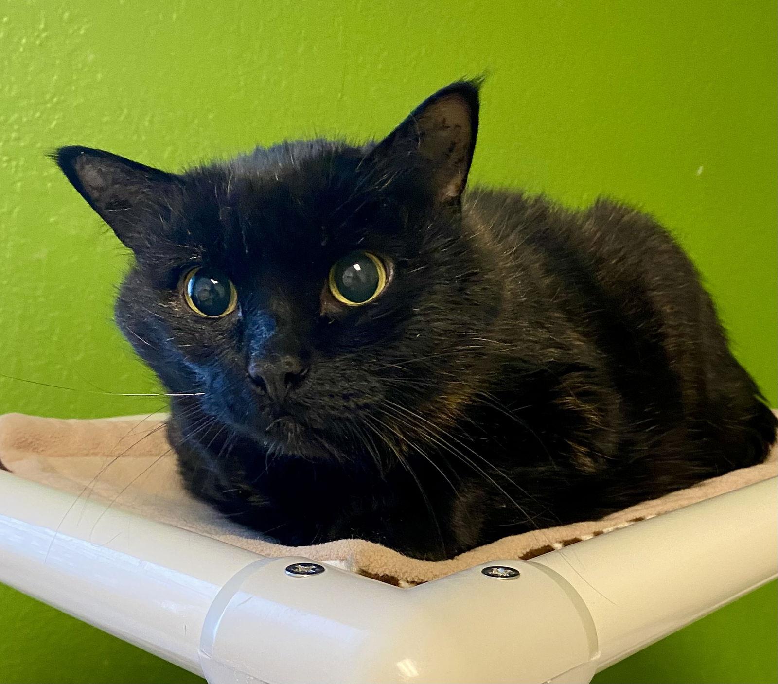 Baby Goldie, a Adoptable mixed breed in Fargo, ND image 1/2