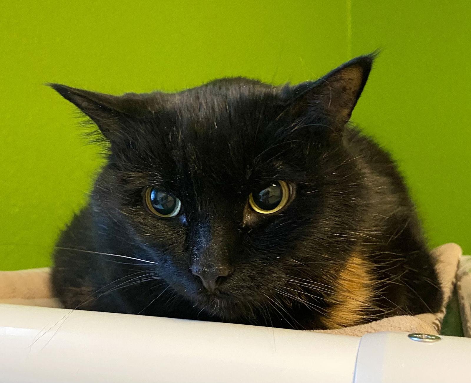 Baby Goldie, a Adoptable mixed breed in Fargo, ND image 2/2