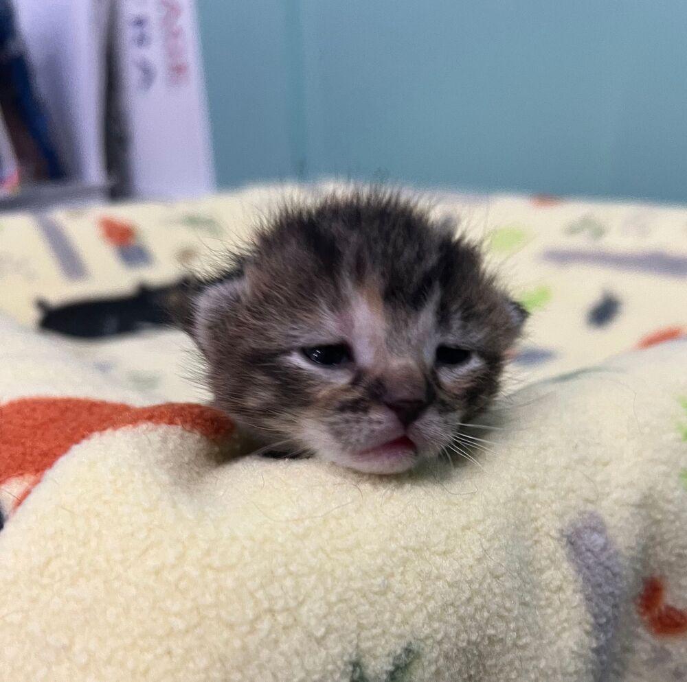 Curlz, Adoptable, Young Female Domestic Short Hair.
