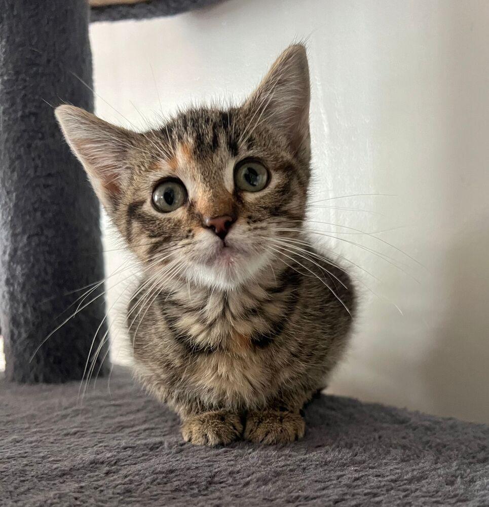 Enlarge Curlz, a Adoptable Domestic Short Hair in McPherson, KS image 2/3