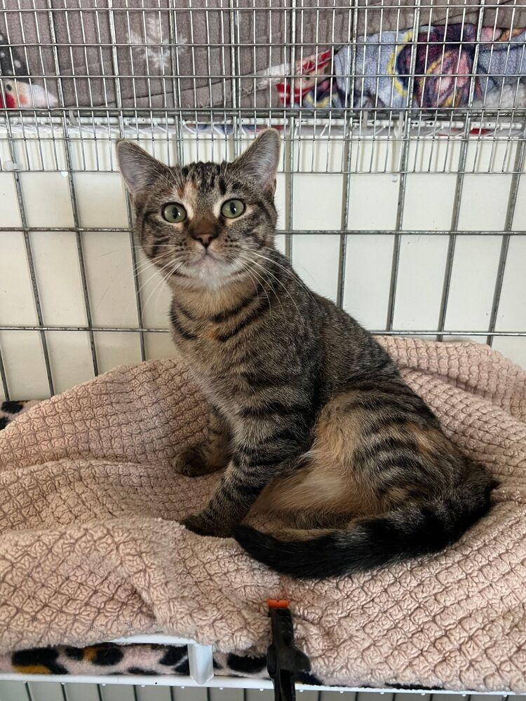 Enlarge Curlz, a Adoptable Domestic Short Hair in McPherson, KS image 3/3