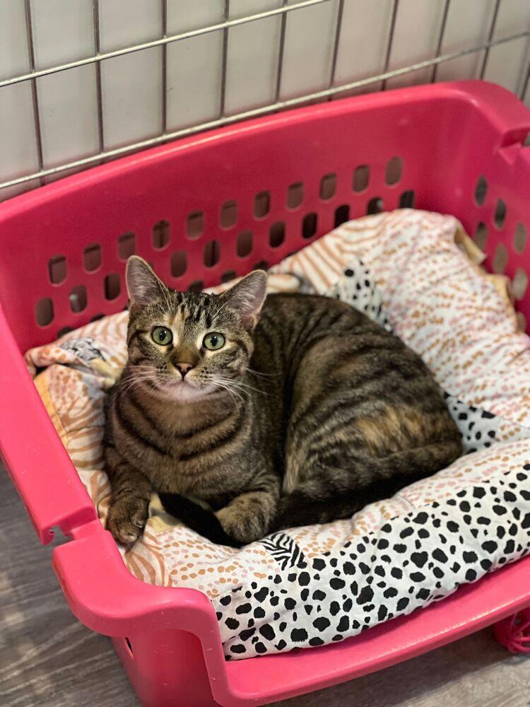 Enlarge Curlz, a Adoptable Domestic Short Hair in McPherson, KS image 4/4